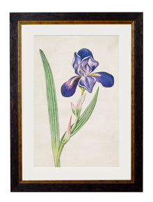  Framed Print - Bearded Iris