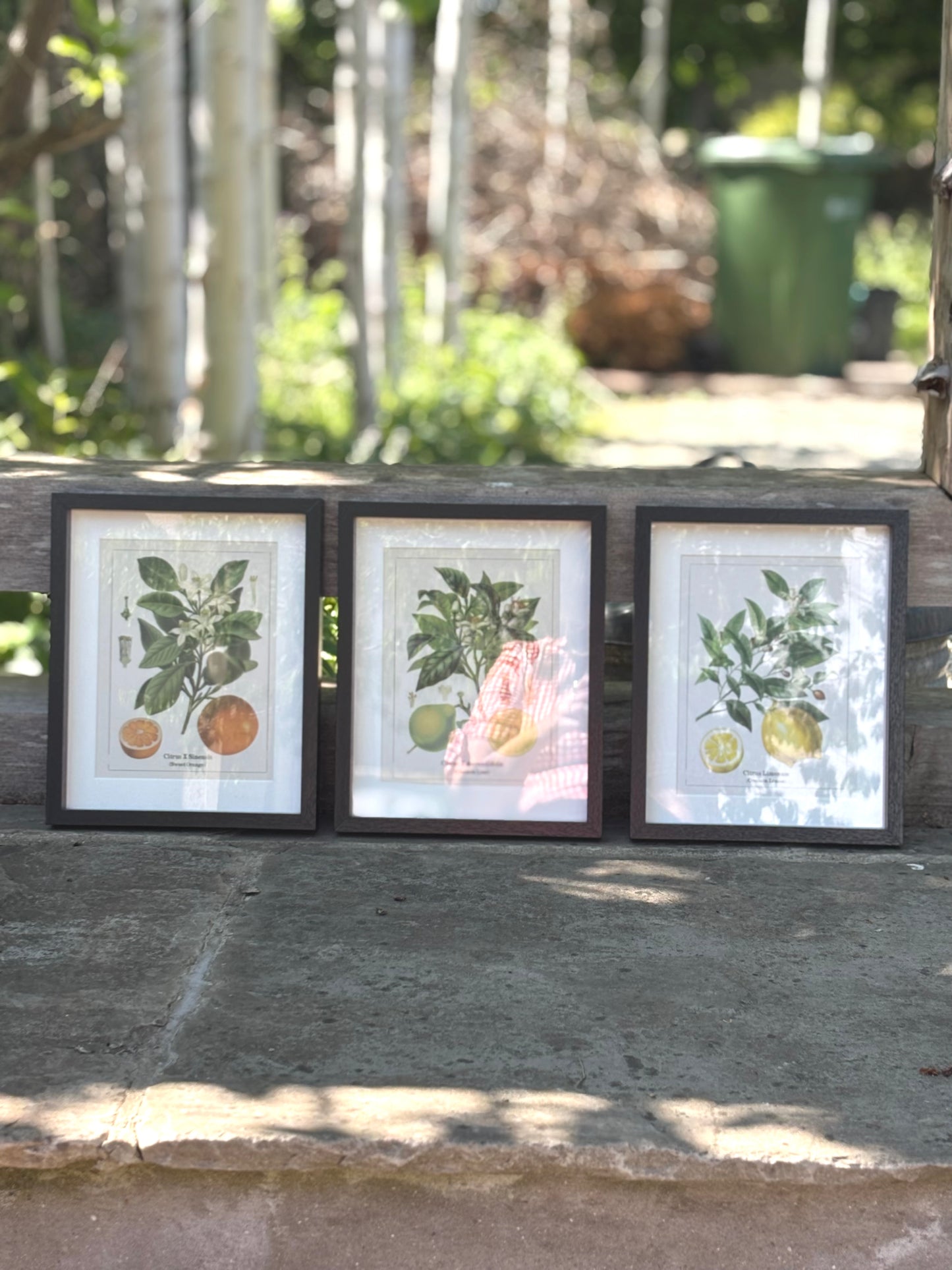 Framed fruit Print Small - Set of 3