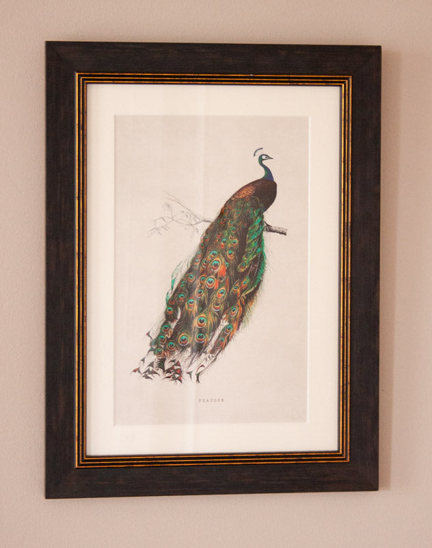 Vintage Peacock Print – Framed (38 x 50cm)