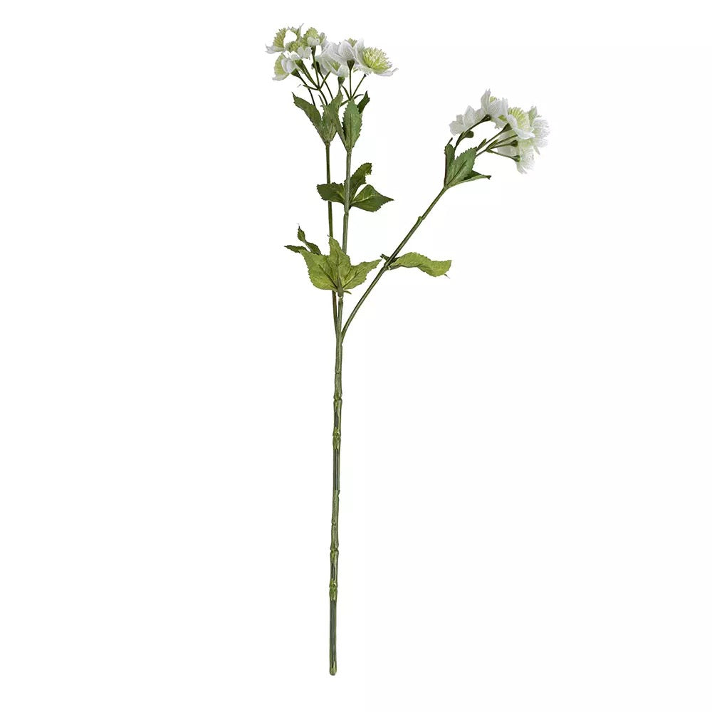 Astrantia Spray Stem - White