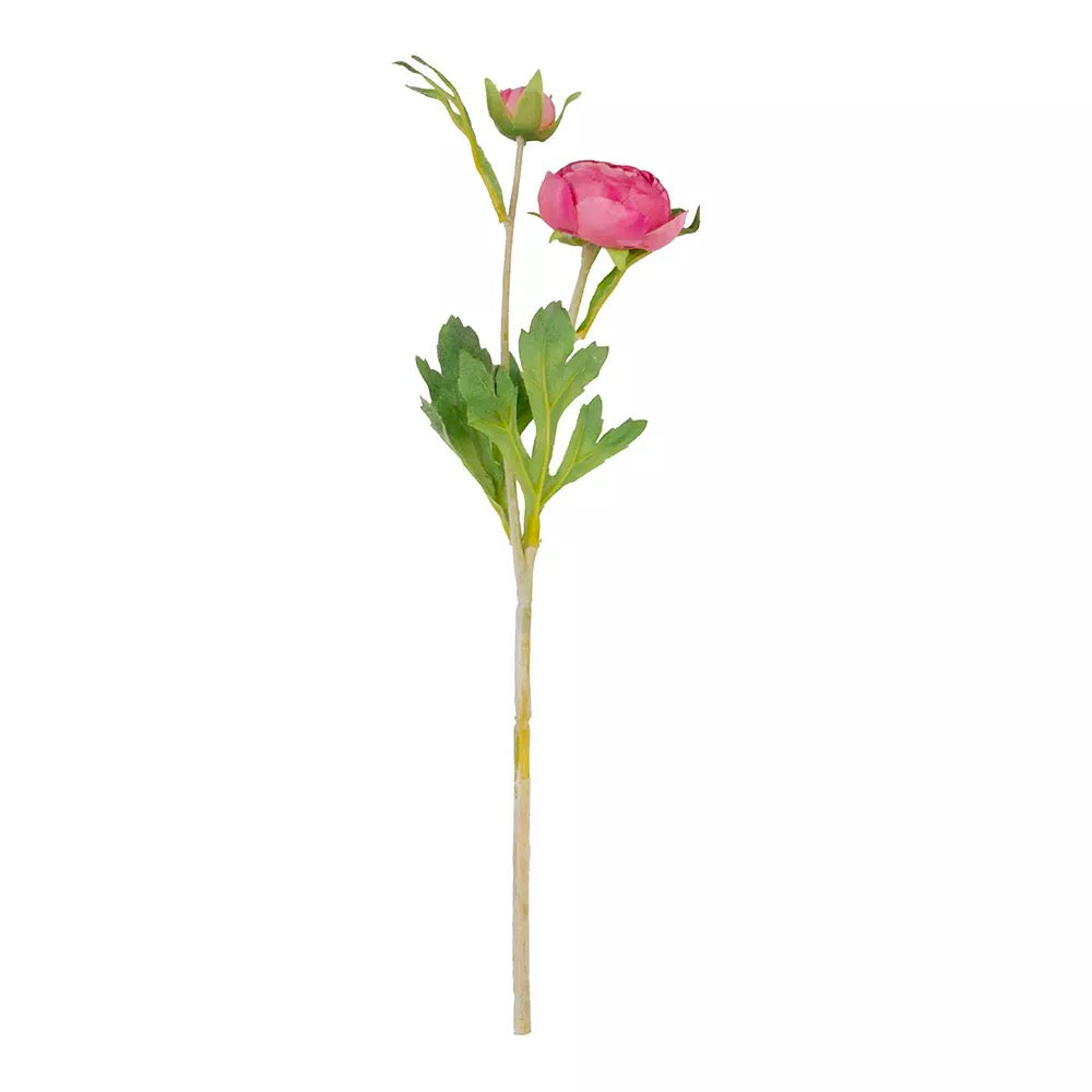 Ranunculus Stem - Pink