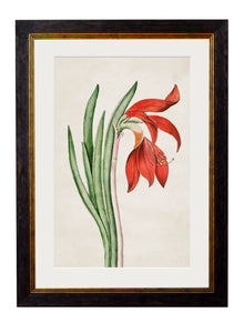  Framed Print - Lily Daffodil