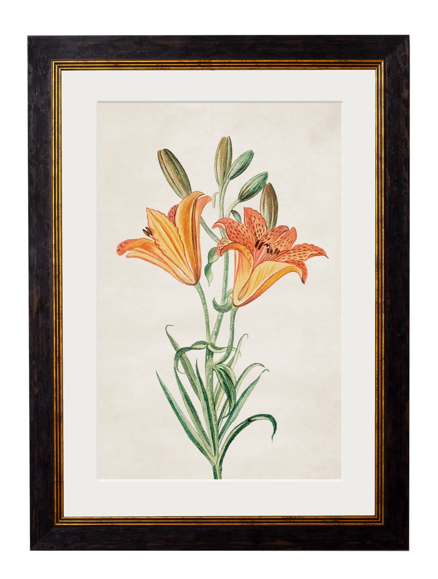 Vintage Orange Lily Botanical Print – Framed (38 x 50cm)