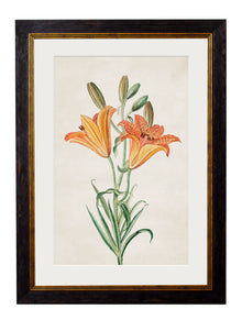  Framed Print - Orange Lily