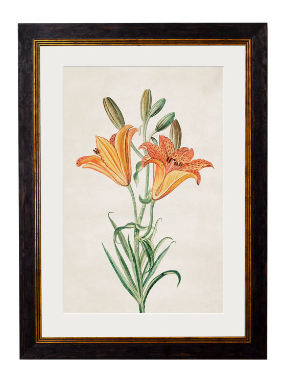 Framed Print - Orange Lily