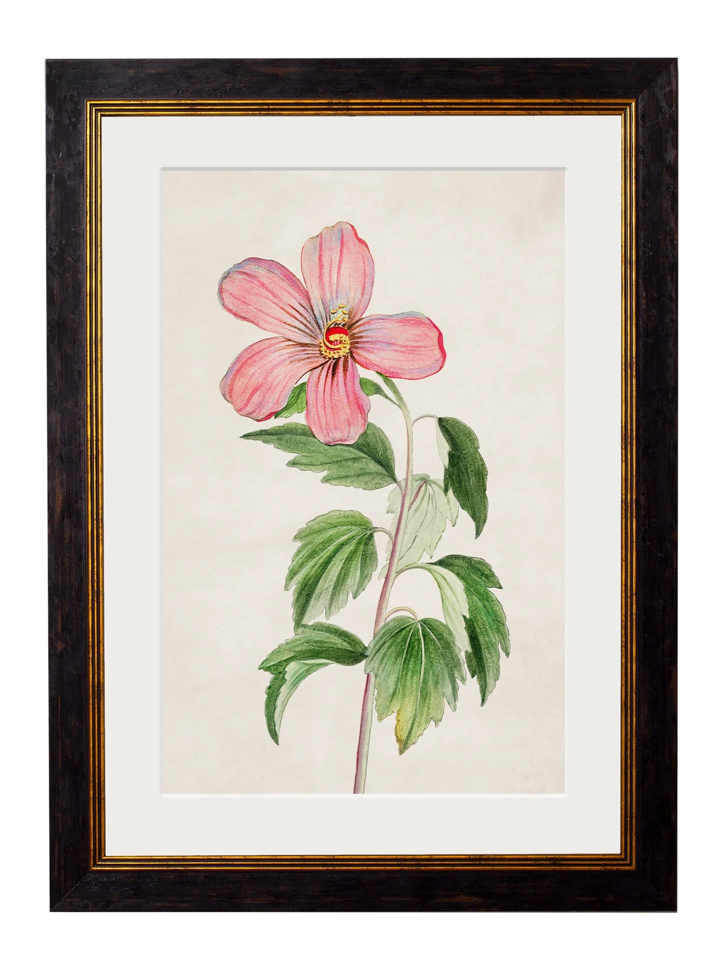 Vintage Rose of Sharon Botanical Print – Framed (38 x 50cm)