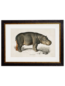  Framed Print - Hippopotamus