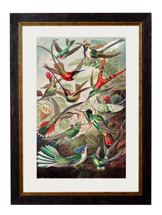 Framed Print - Haeckel Hummingbirds