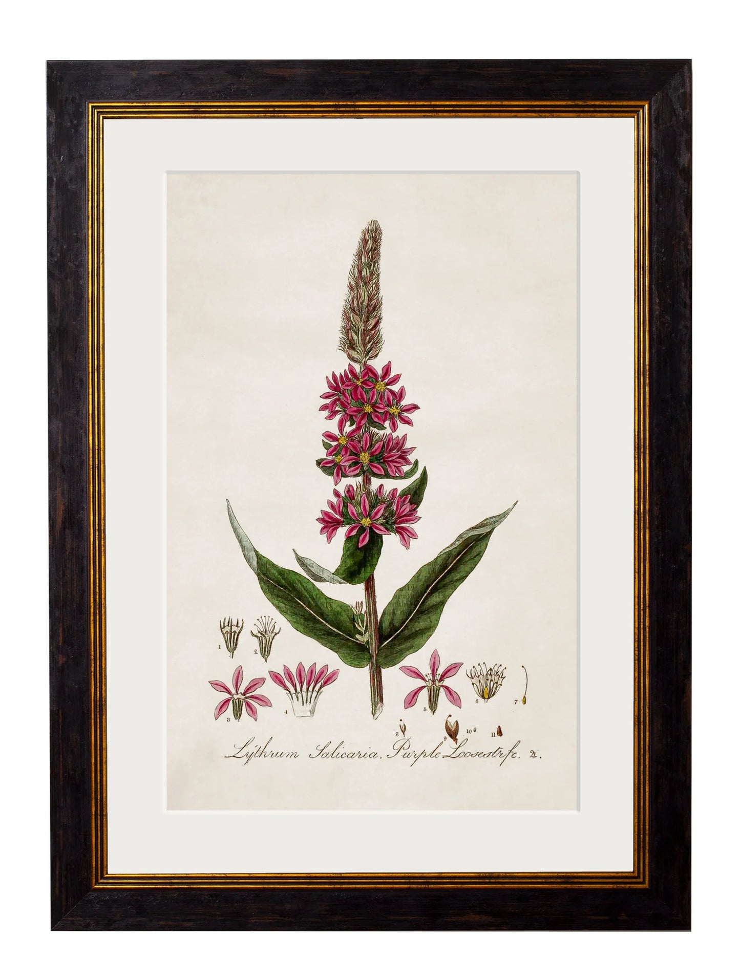 Vintage Purple Loosestrife Botanical Print – Framed (38 x 50cm)