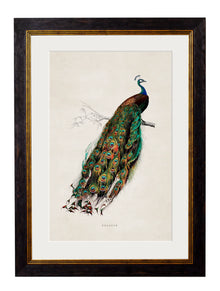  Framed Print - Peacock