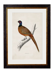  Framed Print - Pheasant