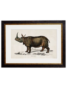  Framed Print - Rhinoceros