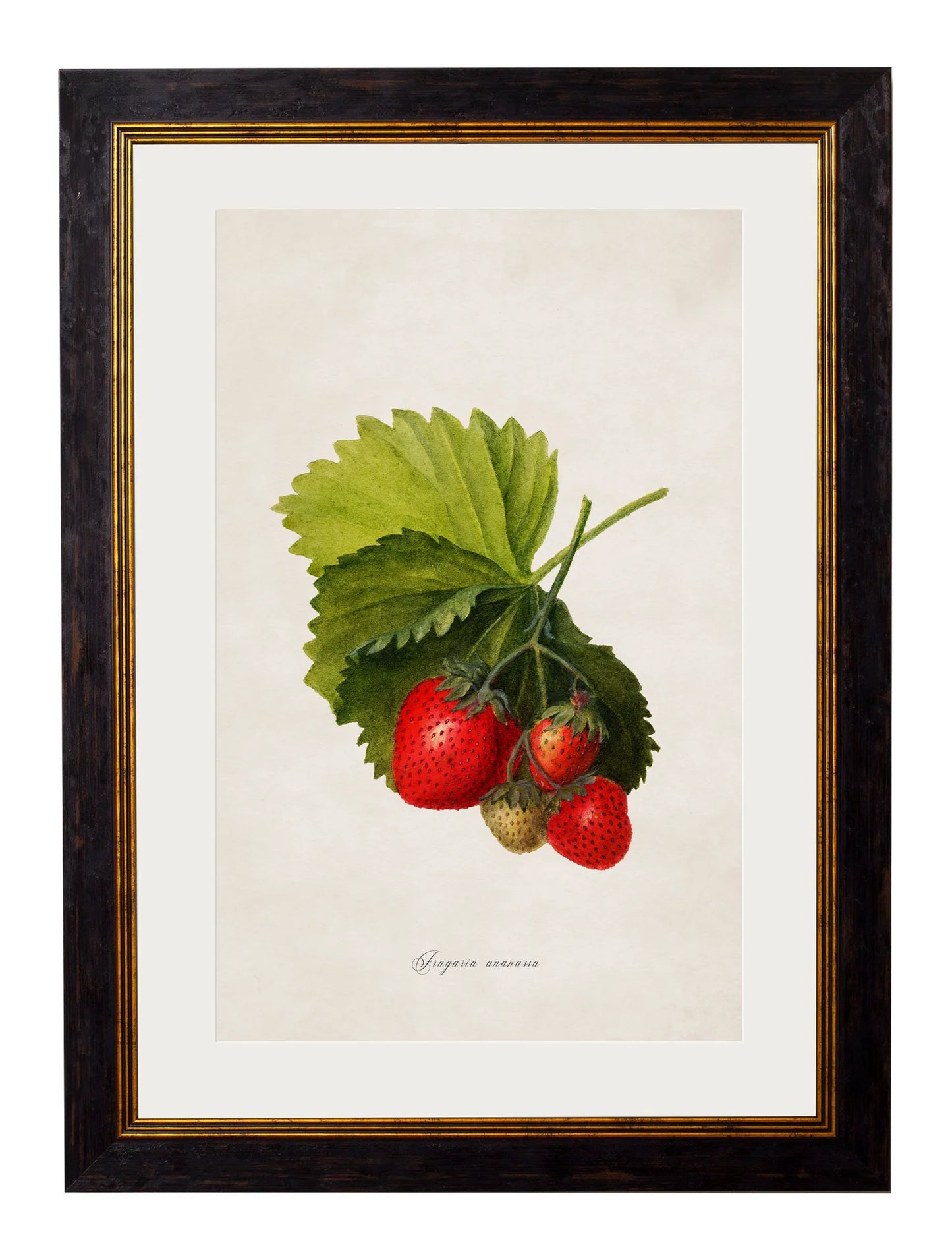 Vintage Strawberry Botanical Print – Framed (38 x 50cm)
