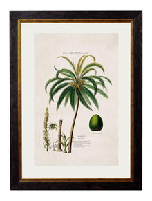  Framed Print - Coconut Palm