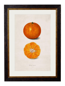  Framed Print - Oranges