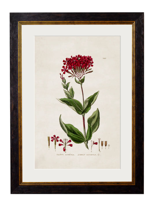 Vintage Catchfly Botanical Print – Framed (38 x 50cm)