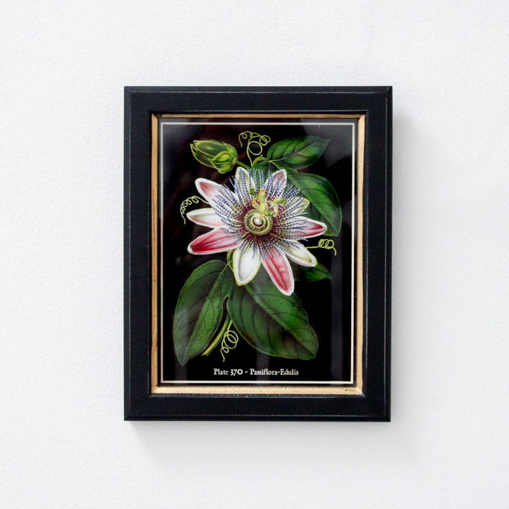 Framed Passion Print Small - Set of 3