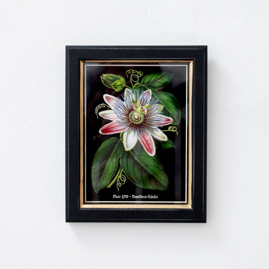 Framed Passion Flower Print - Small