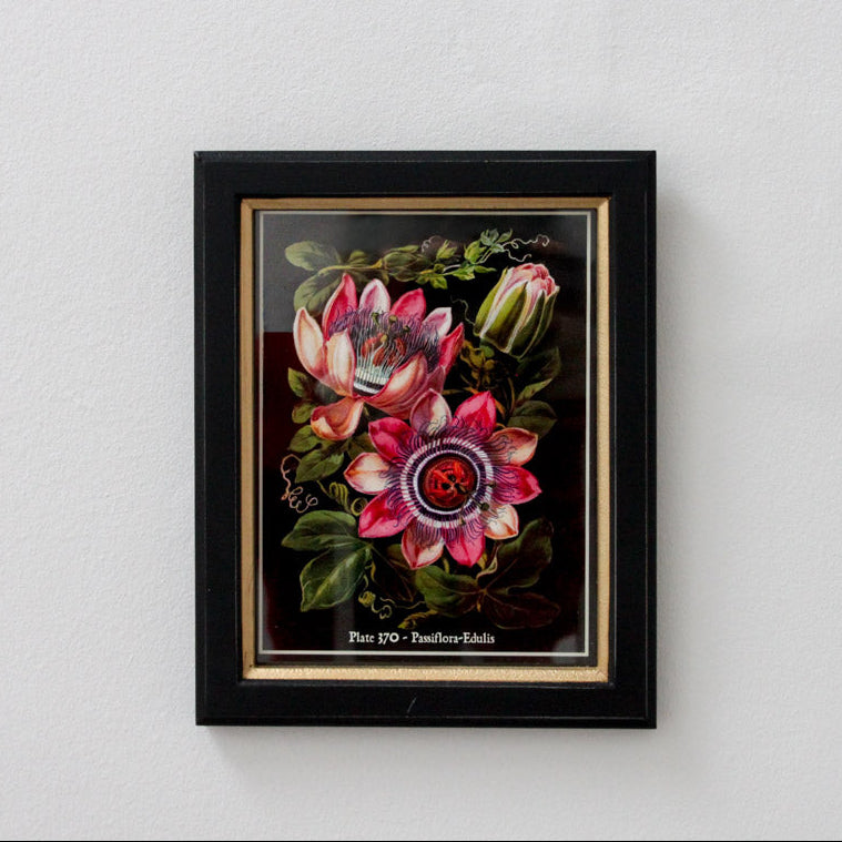 Framed Passion Print Small - Set of 3