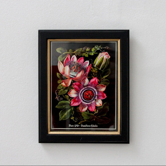 Framed Passion Print - Small