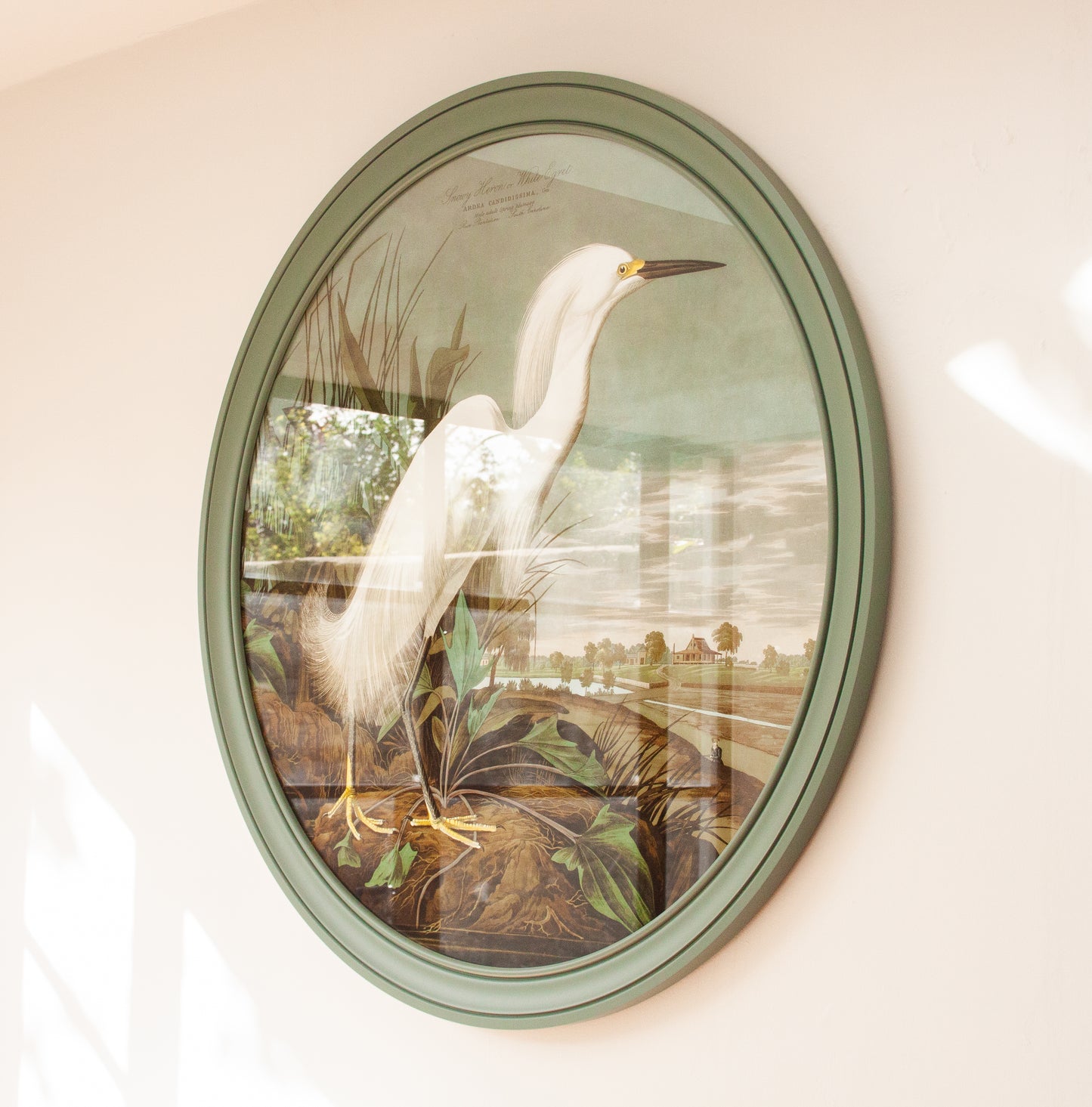 Audubon Snowy Heron in Green Round Frame (120 x 120cm)