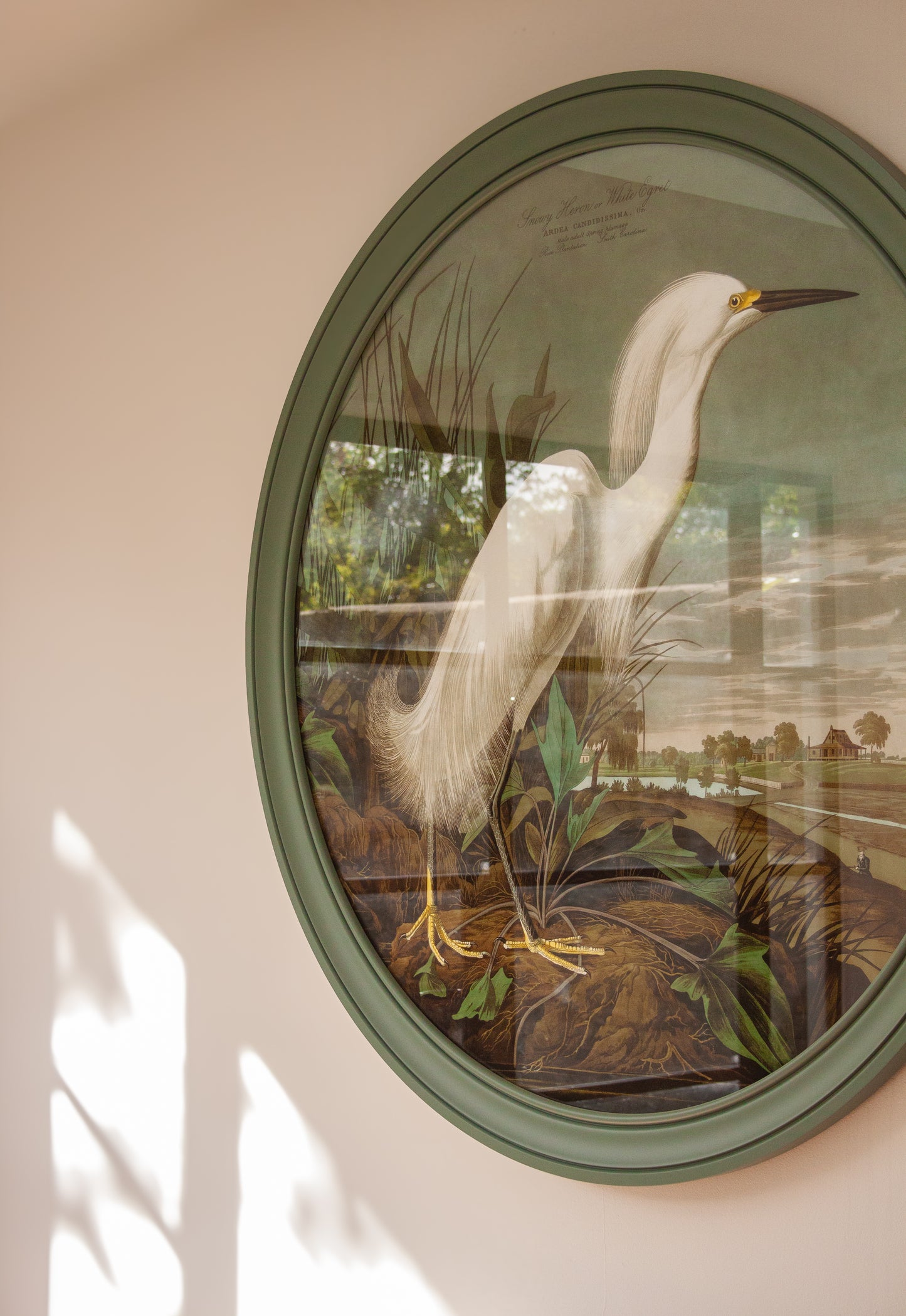 Audubon Snowy Heron in Green Round Frame (120 x 120cm)