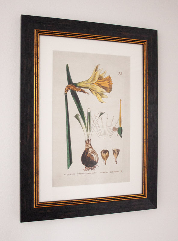 Vintage Daffodil Botanical Print – Framed (38 x 50cm)