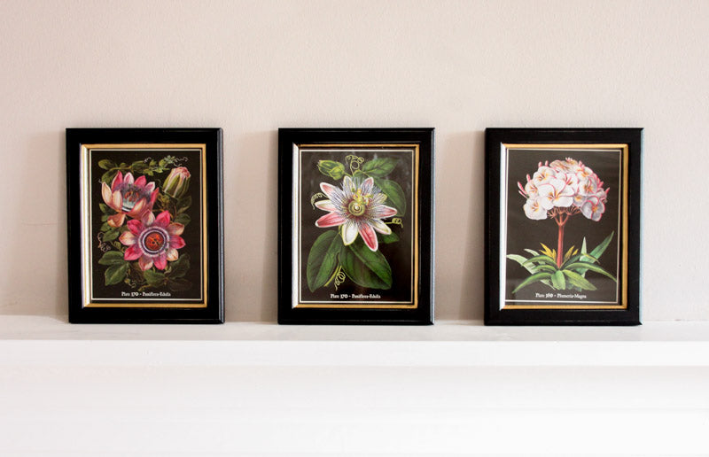 Framed Passion Print Small - Set of 3