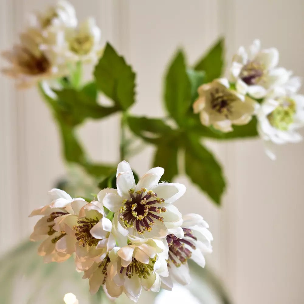 Astrantia Spray Stem - White