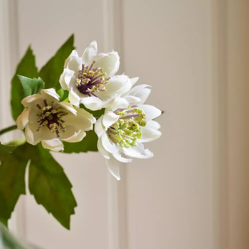 Astrantia Spray Stem - White