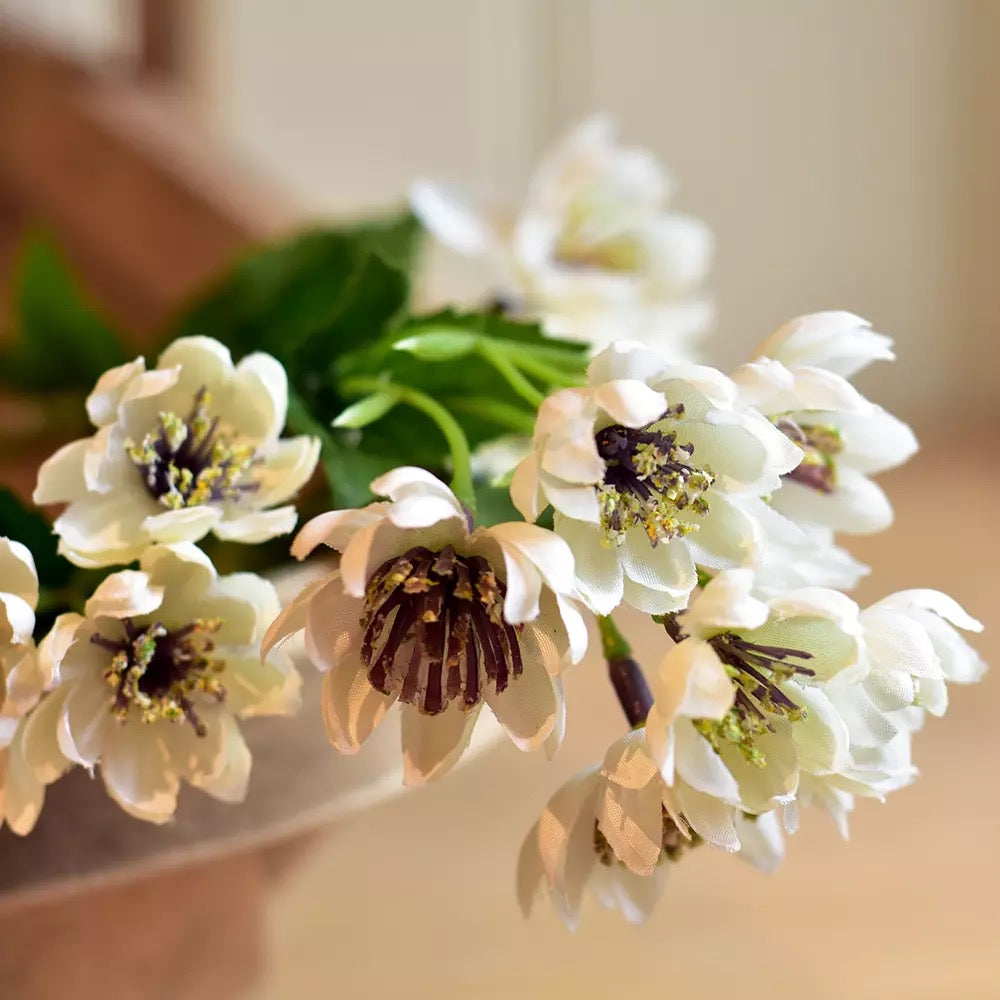 Astrantia Spray Stem - White