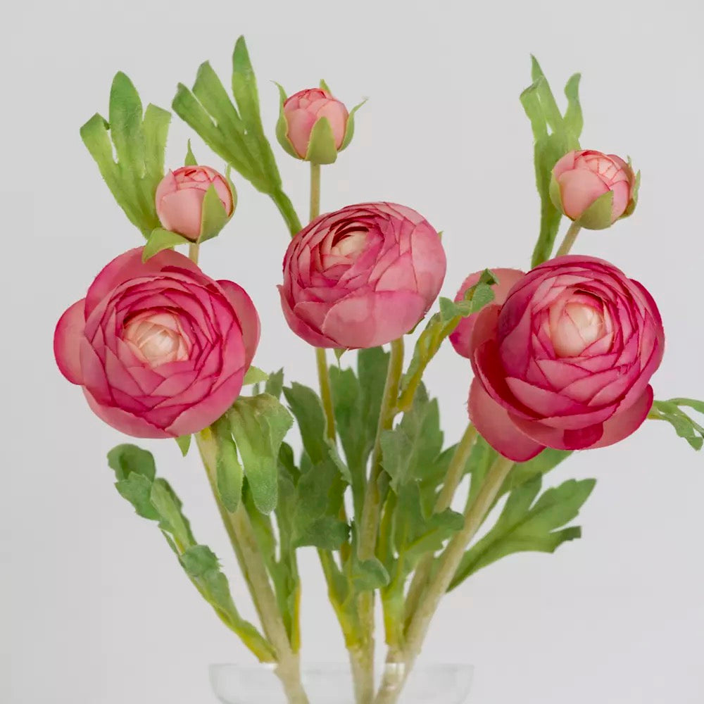 Ranunculus Stem - Pink