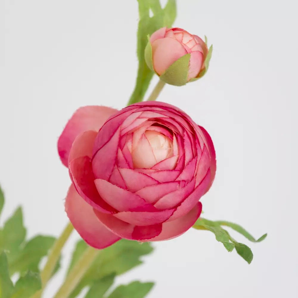Ranunculus Stem - Pink