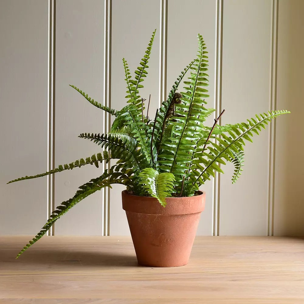 Boston Fern in Pot