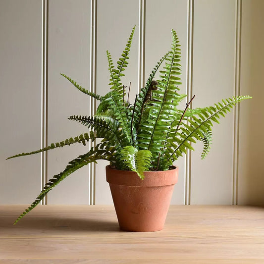 Boston Fern in Pot