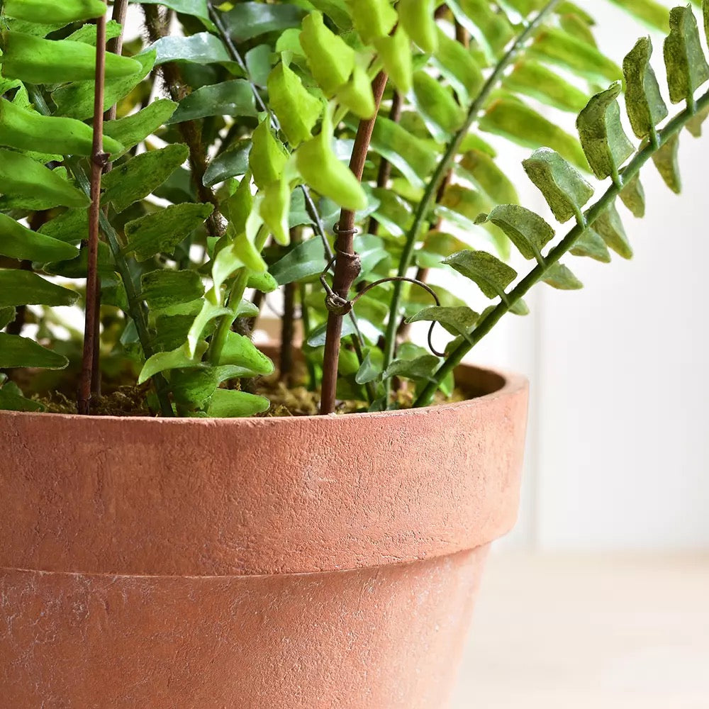 Boston Fern in Pot