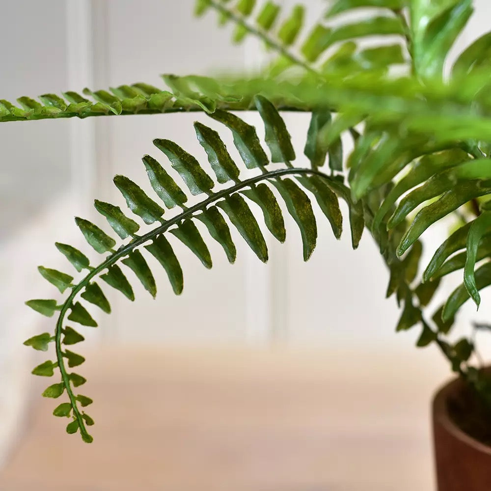Boston Fern in Pot