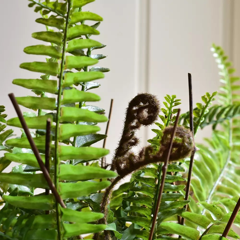 Boston Fern in Pot