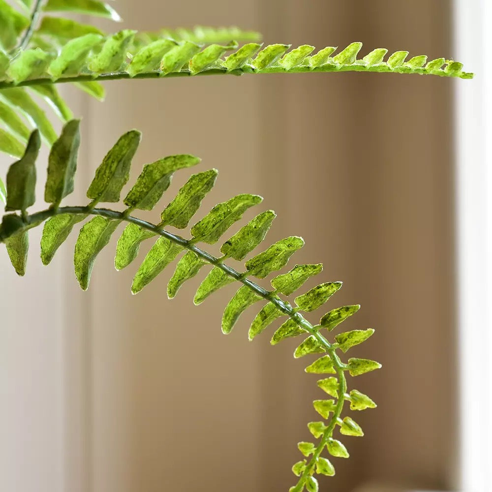 Boston Fern in Pot