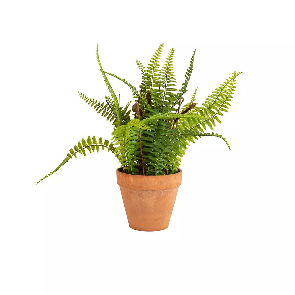 Boston Fern in Pot