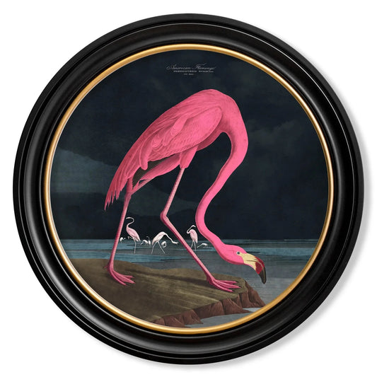 Audubon American Flamingo (Dark) – Round Framed Print (120 x 120cm)