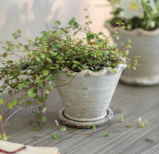 Carden Planter - Small