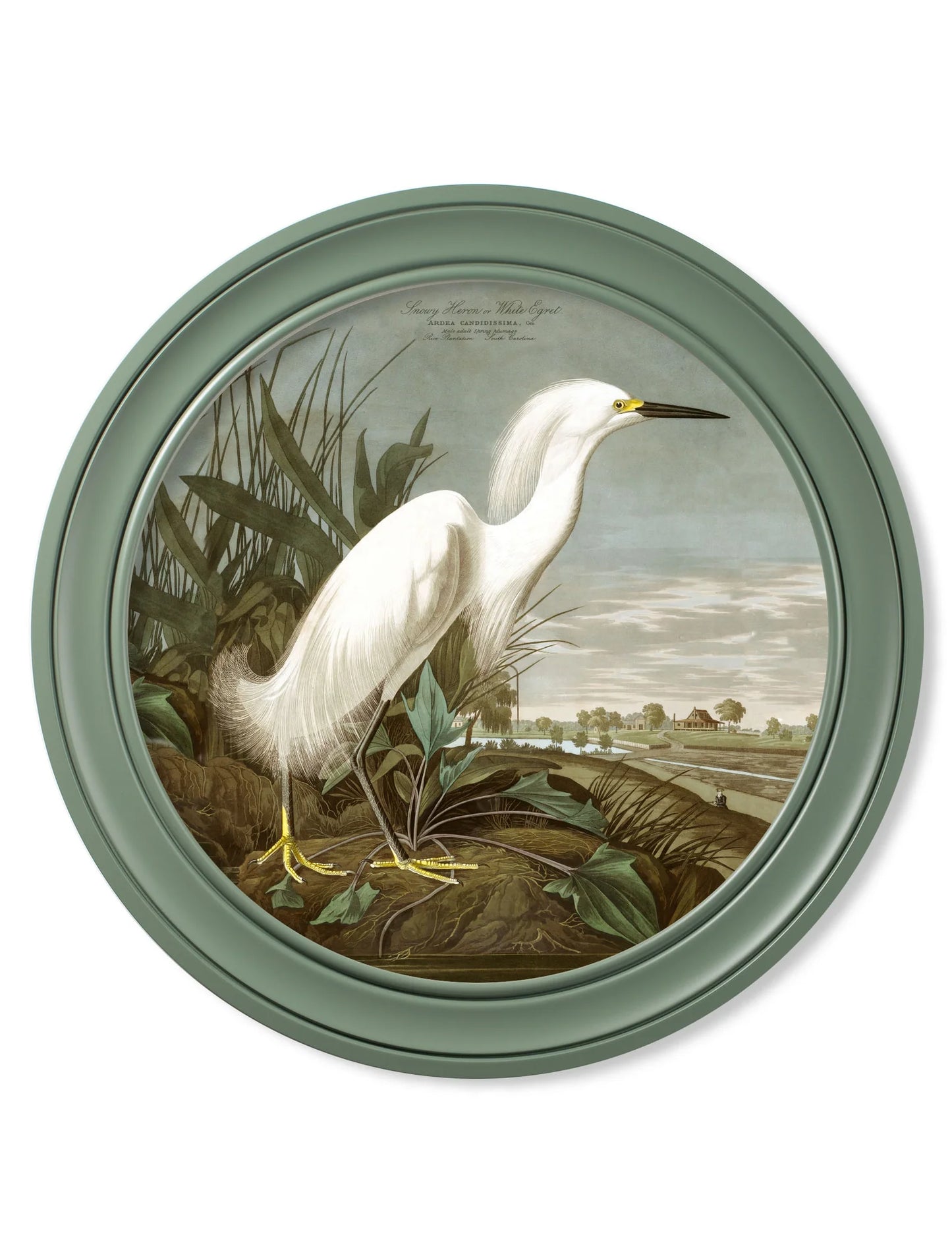 Audubon Snowy Heron in Green Round Frame (120 x 120cm)