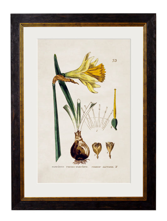 Vintage Daffodil Botanical Print – Framed (38 x 50cm)