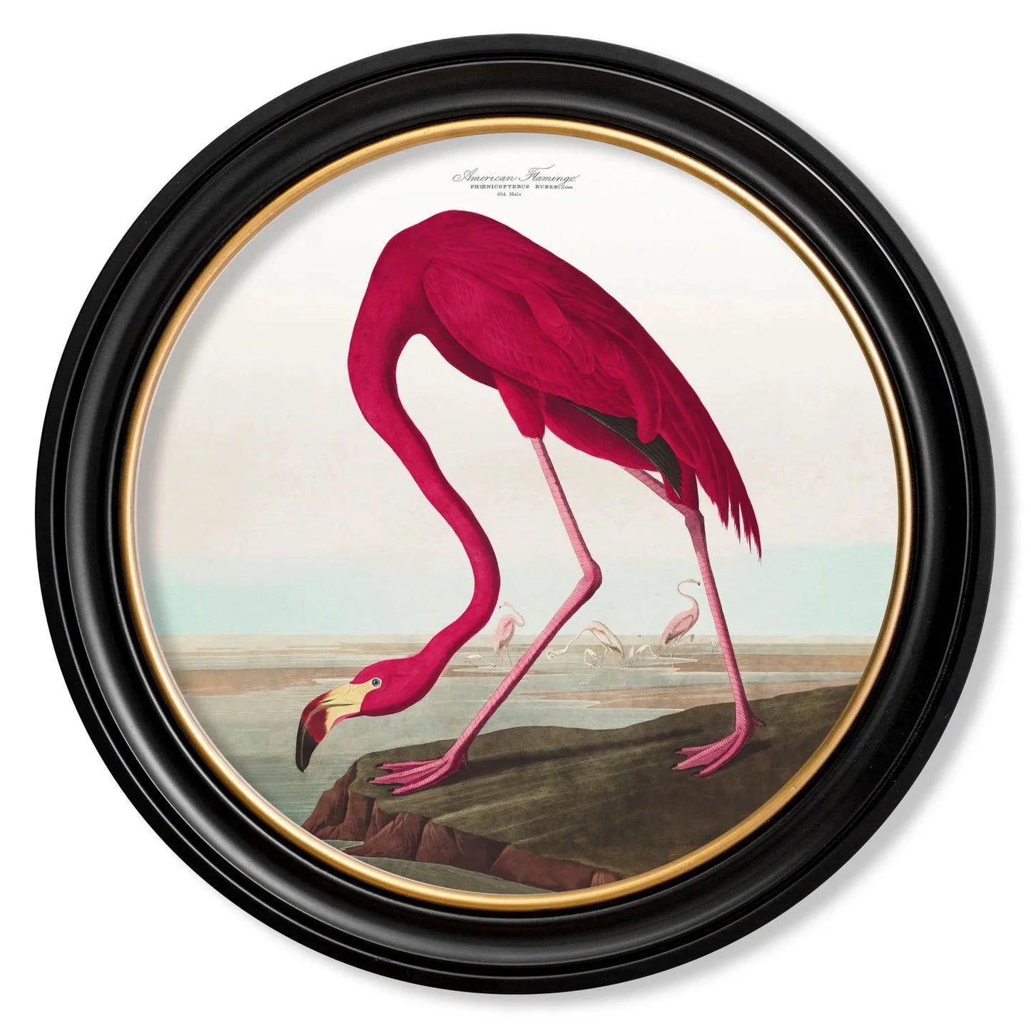 Audubon American Flamingo – Round Framed Print (120 x 120cm)