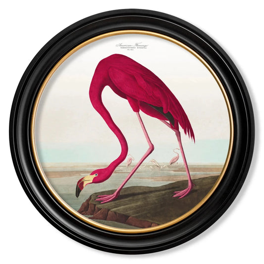 Audubon American Flamingo – Round Framed Print (120 x 120cm)