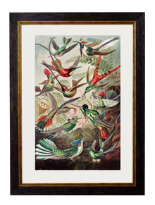  Framed Print - Haeckel Hummingbirds