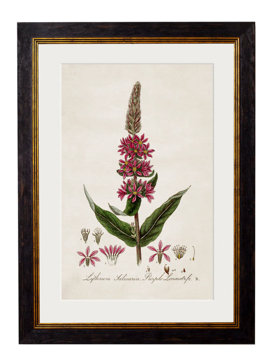 Vintage Purple Loosestrife Botanical Print – Framed (38 x 50cm)