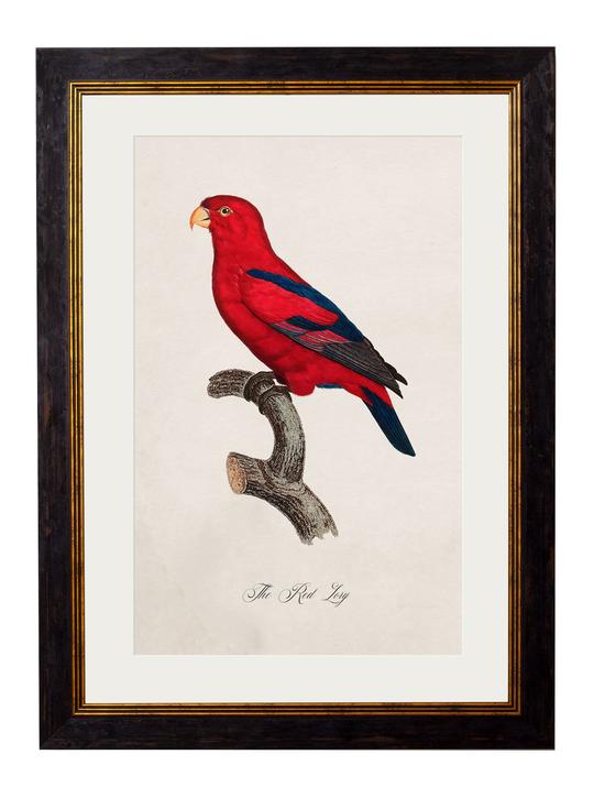 Framed Print - Red Lory