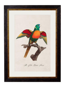 Framed Print - Blue Headed Parrot